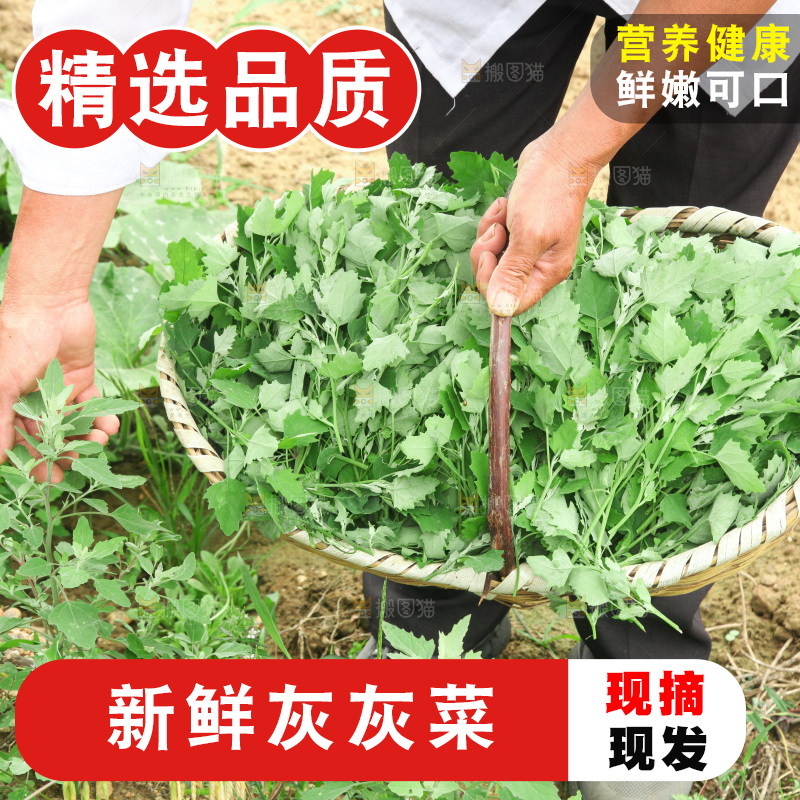 手里拿着新鲜灰灰菜