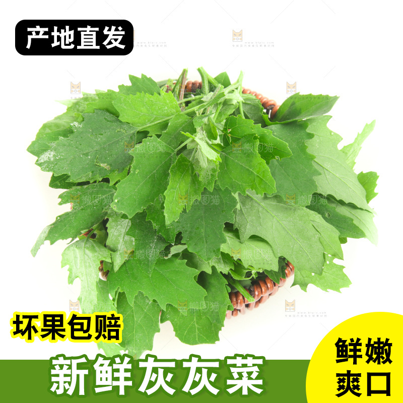 白底上的灰灰菜