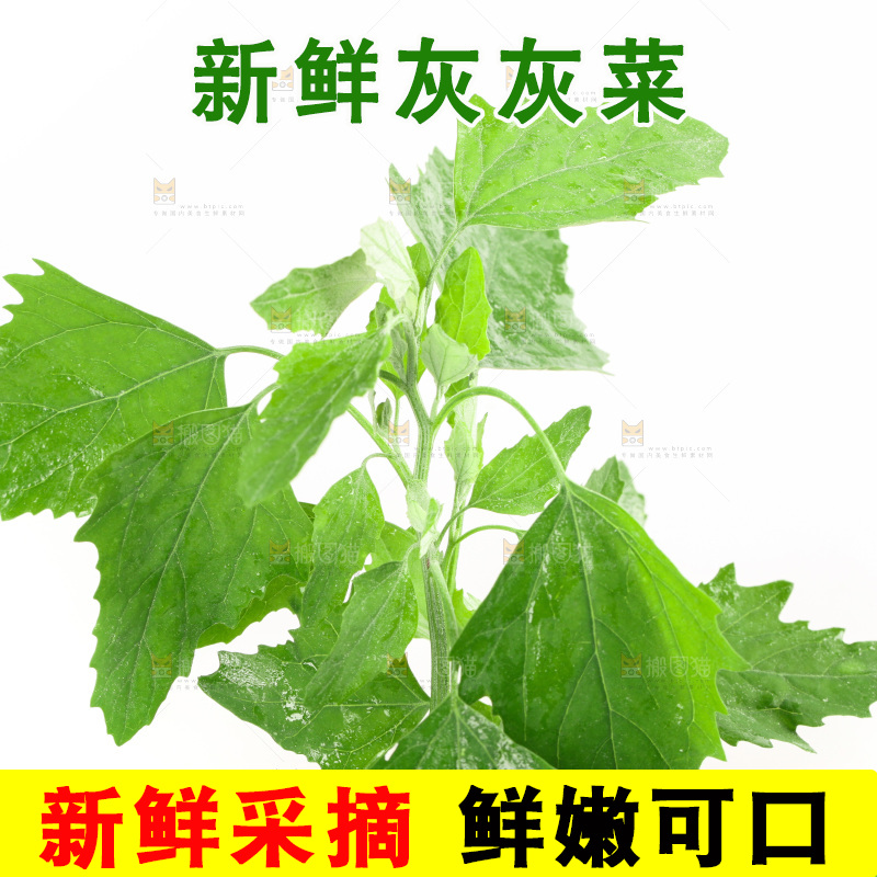 白底上的灰灰菜