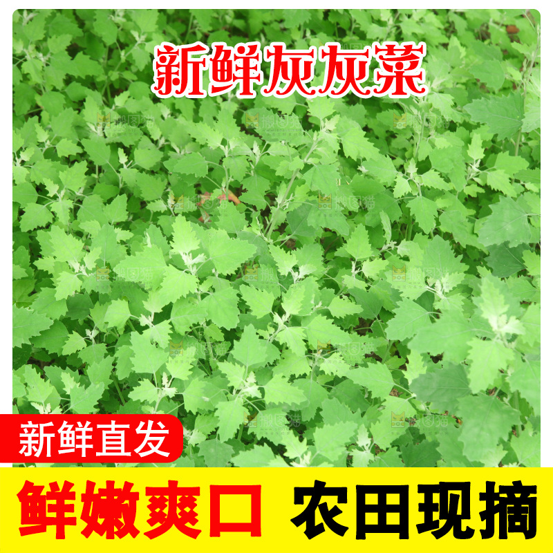 一大片灰灰菜