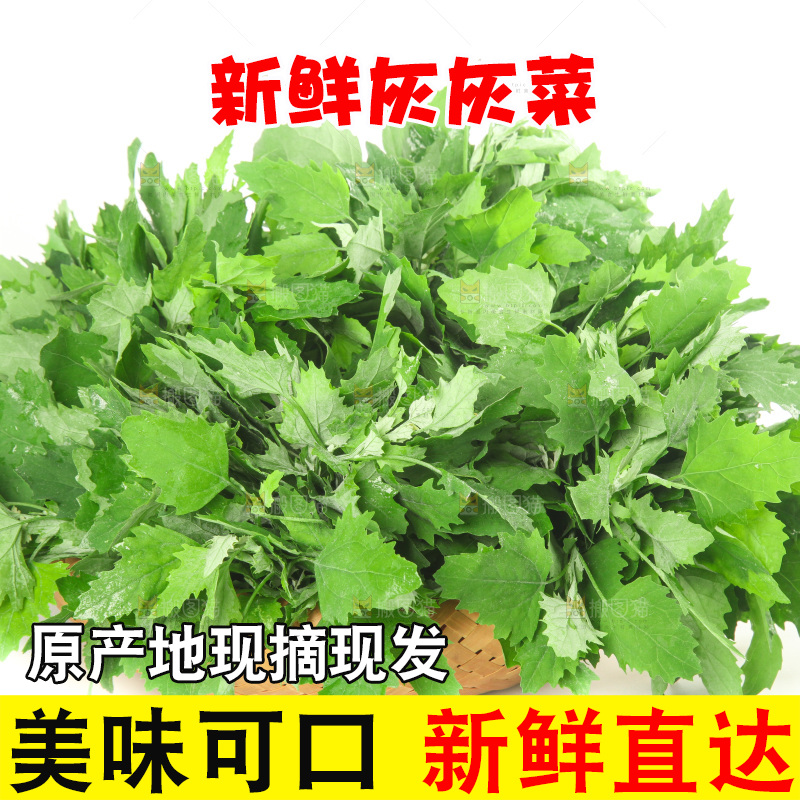 白底上的灰灰菜