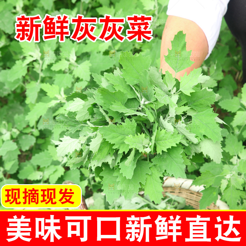 手里拿着新鲜灰灰菜