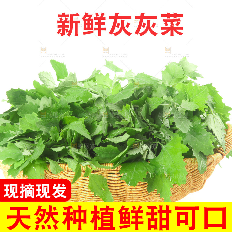 白底上的灰灰菜