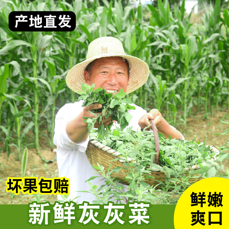 手里拿着新鲜灰灰菜