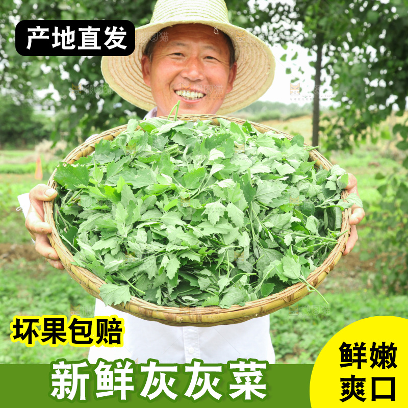 手里拿着新鲜灰灰菜