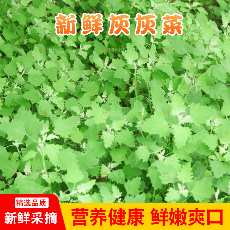 一大片灰灰菜