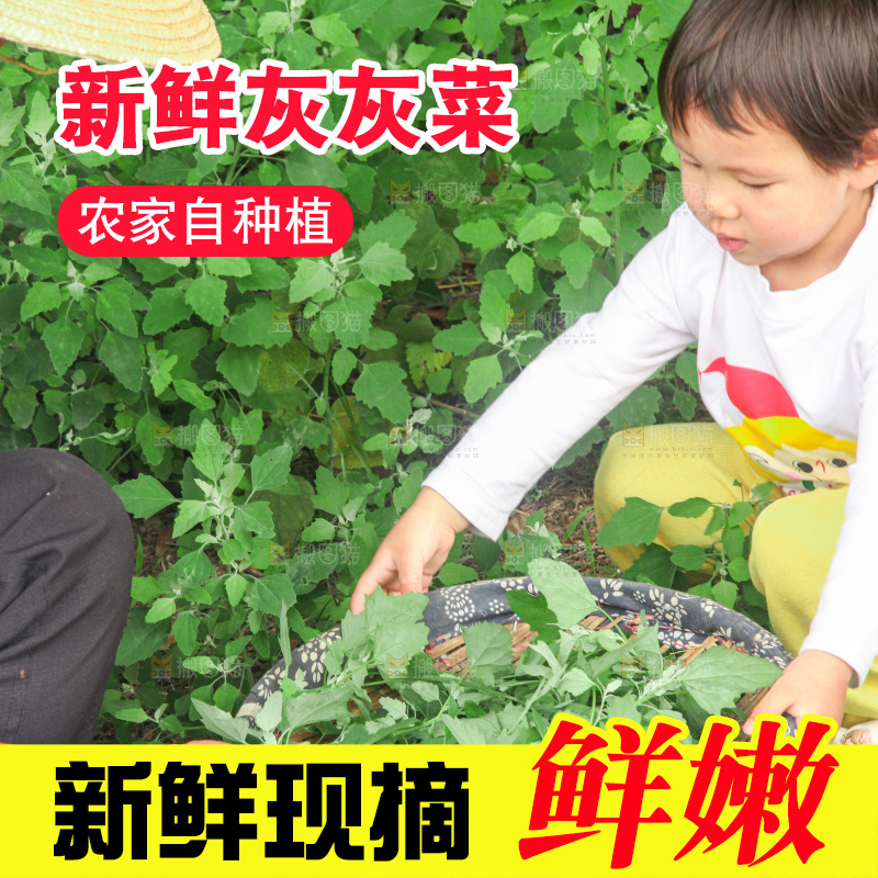 手里拿着新鲜灰灰菜