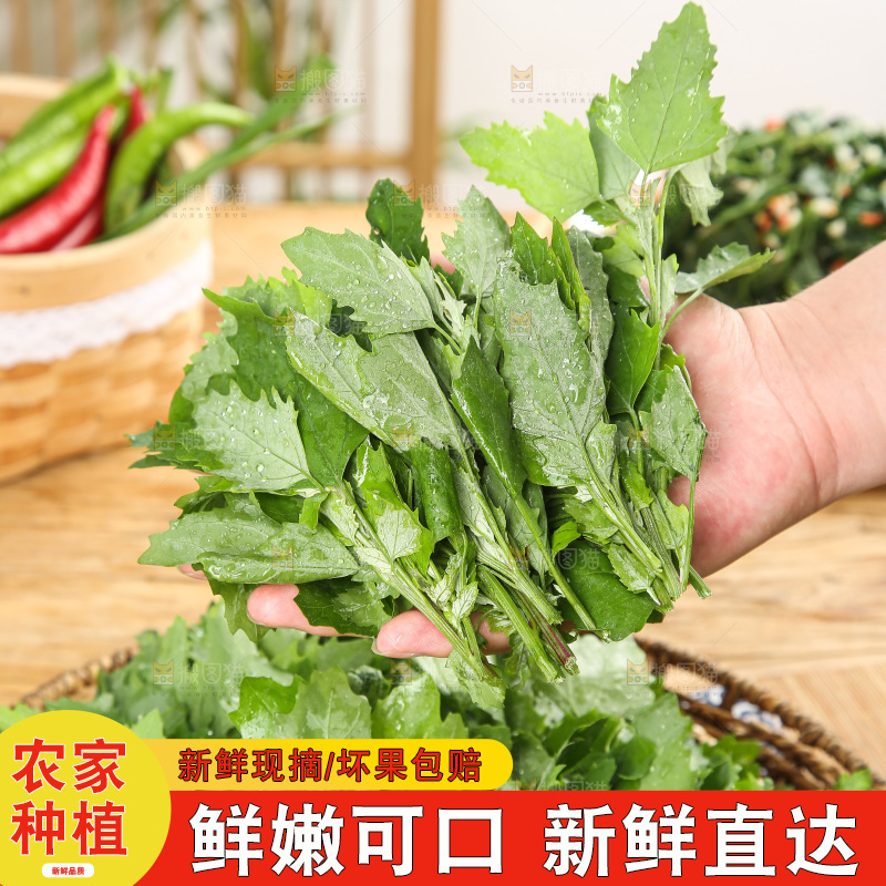 木底上的新鲜灰灰菜
