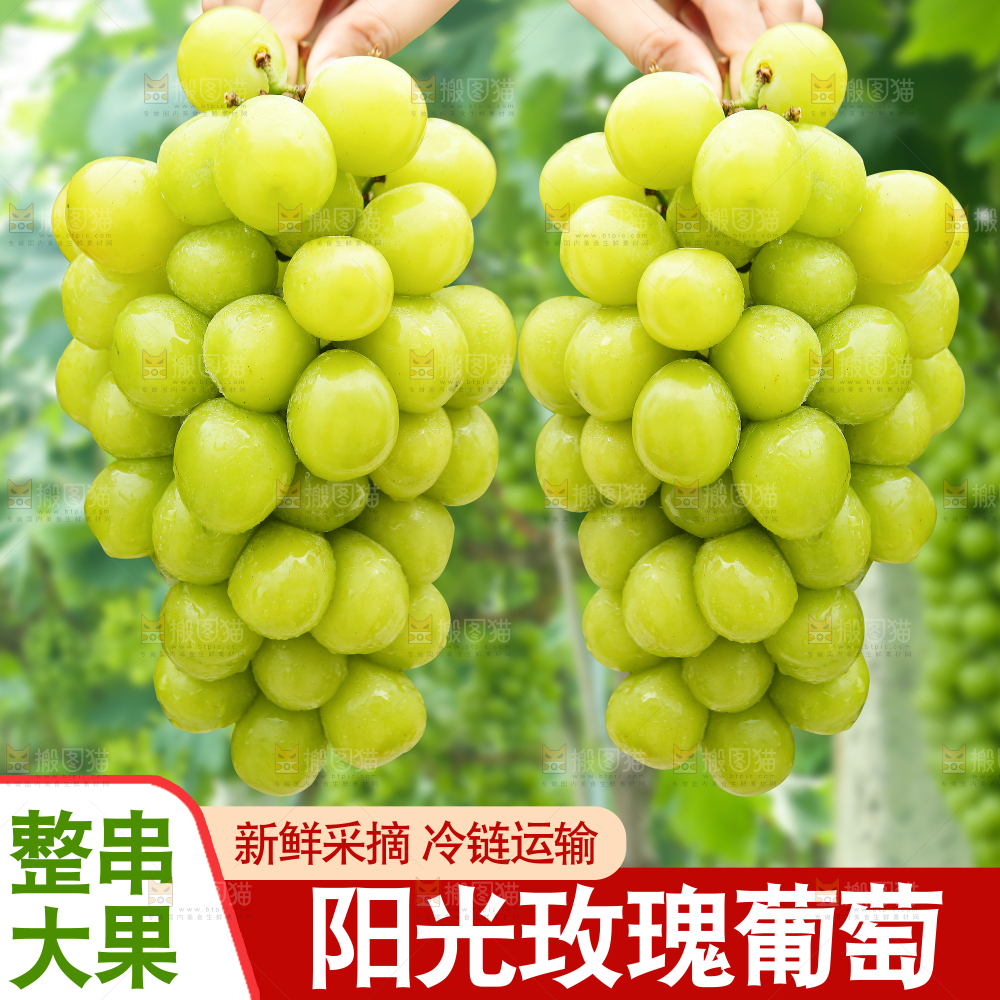阳光玫瑰主图