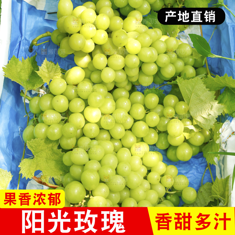 手里拿着阳光玫瑰