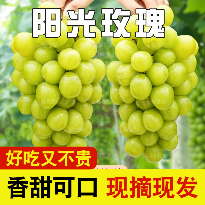 阳光玫瑰主图