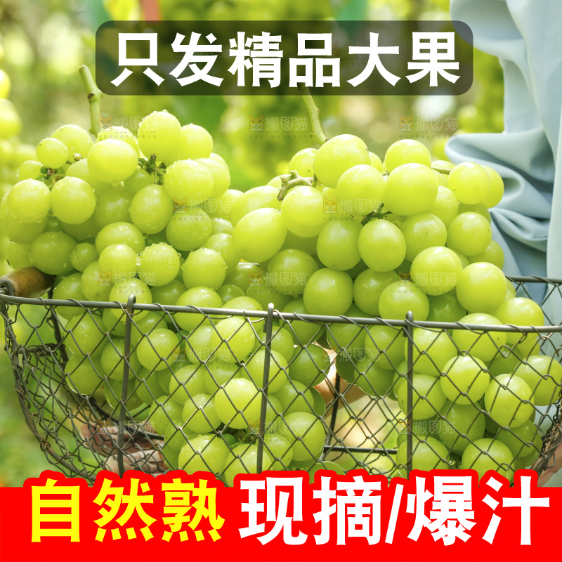 手里拿着阳光玫瑰