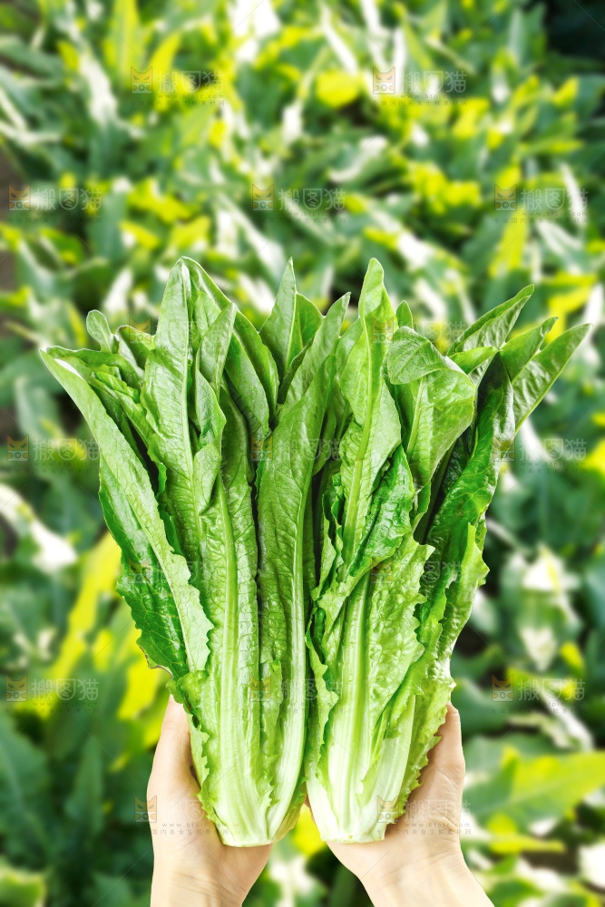 手里拿着油麦菜