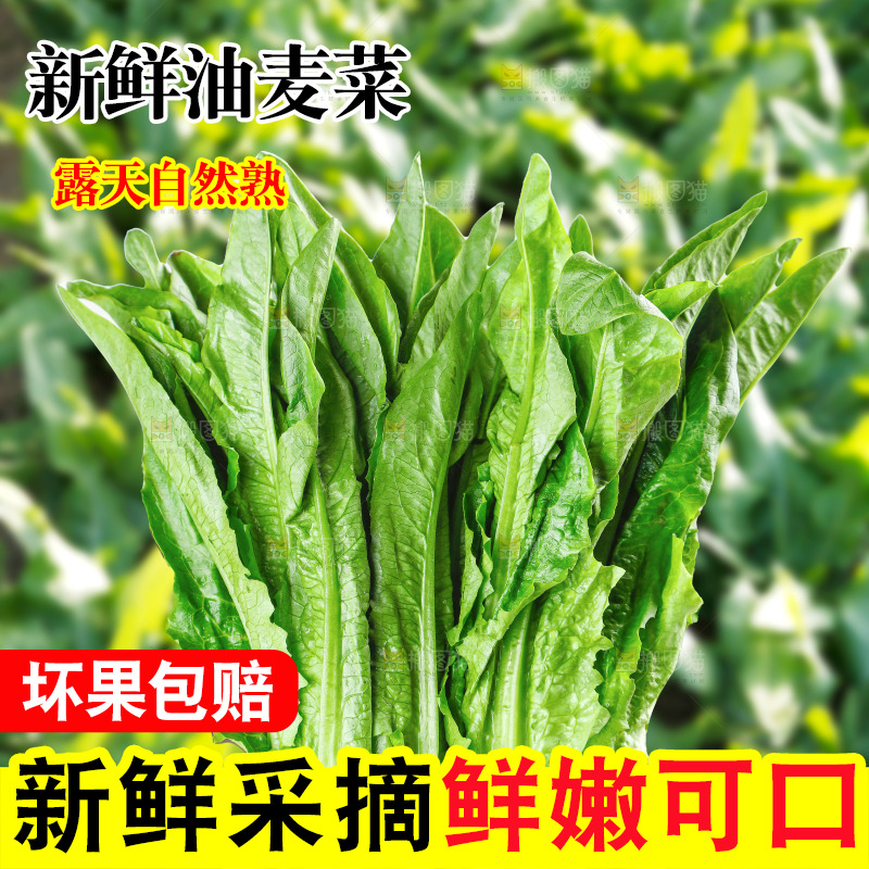 手里拿着油麦菜