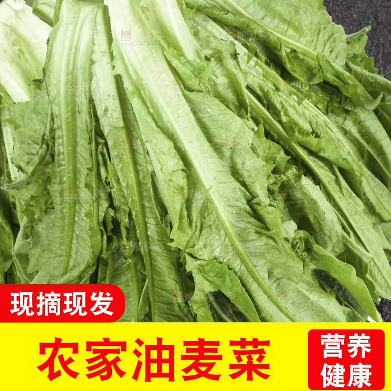 堆放着的新鲜油麦菜