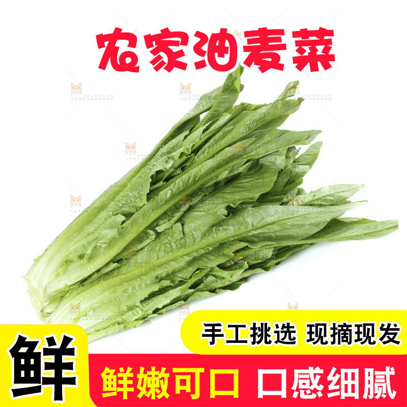 白底上的油麦菜