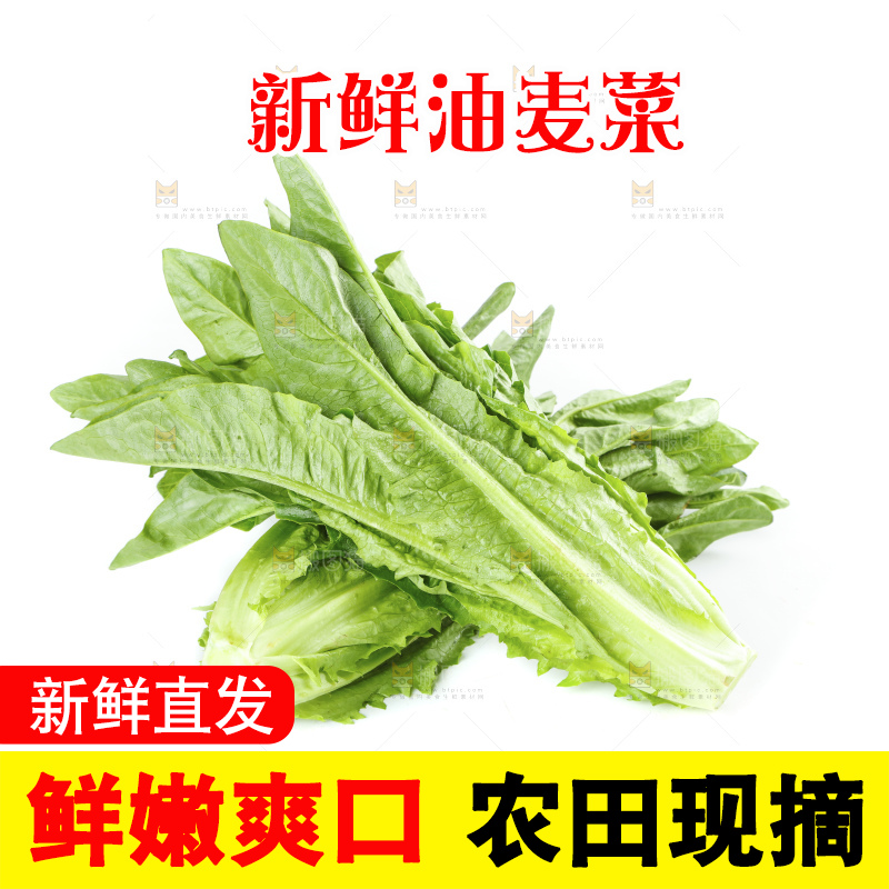 白底上的油麦菜