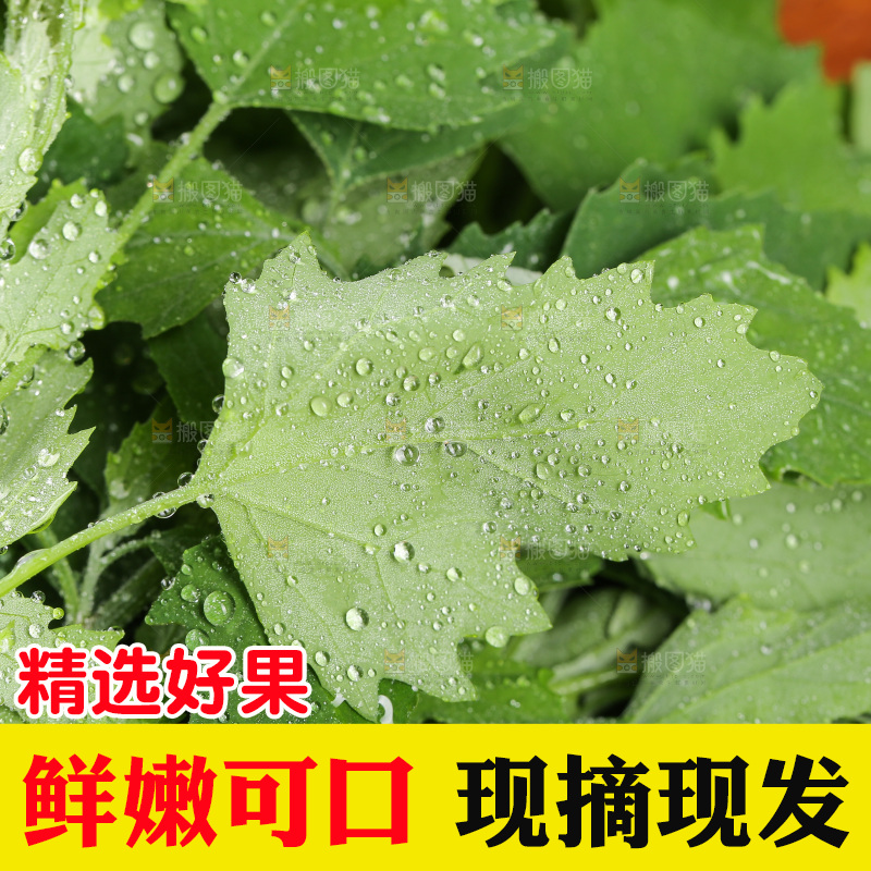 木底上的新鲜灰灰菜