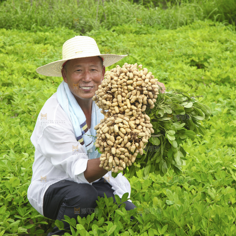 手里拿着现挖花生