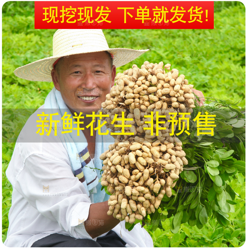 新鲜现挖花生