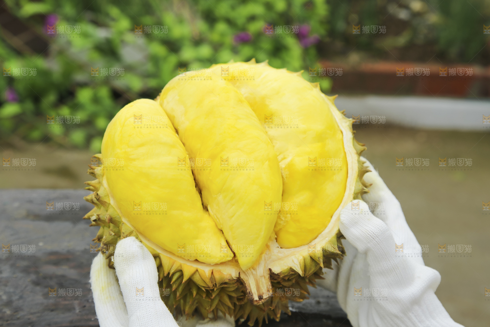 深底上的泰国榴莲