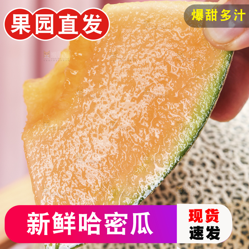 浅底上的新疆哈密瓜
