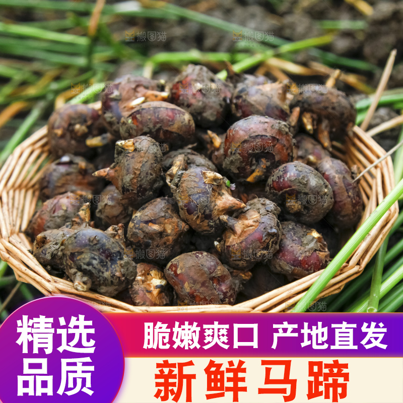 新鲜现挖的马蹄