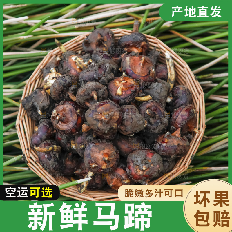 新鲜现挖的马蹄
