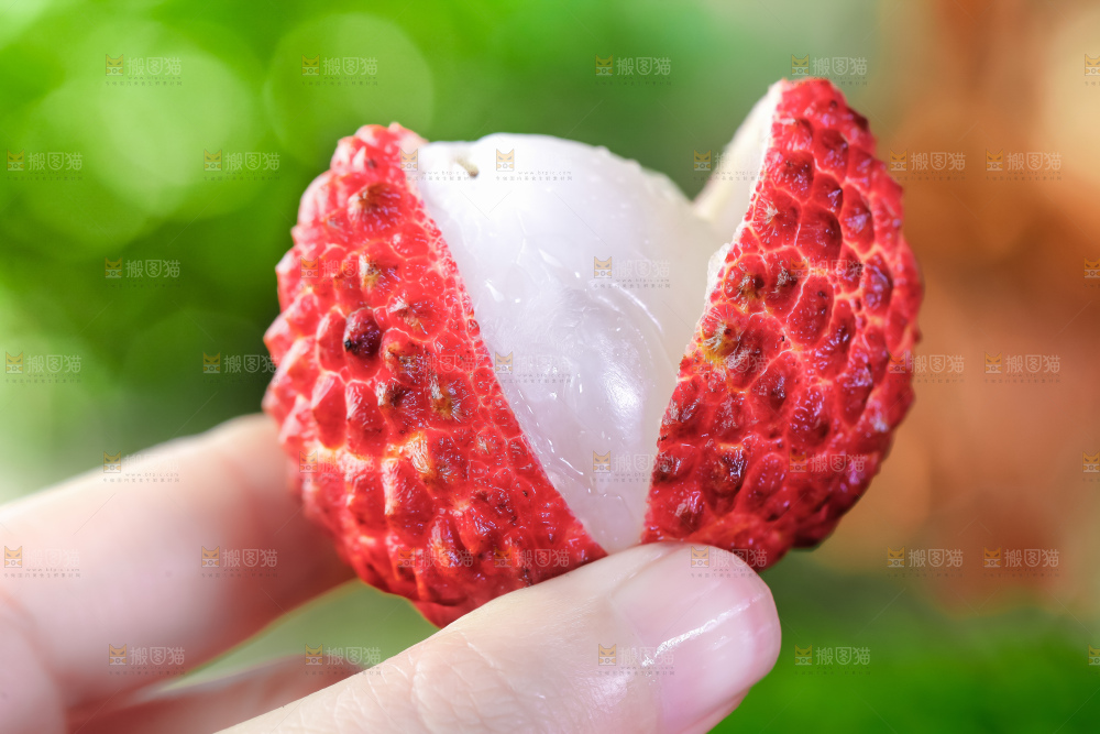 浅底上的仙进奉荔枝