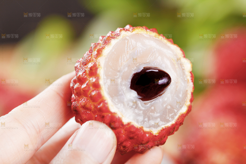 浅底上的仙进奉荔枝