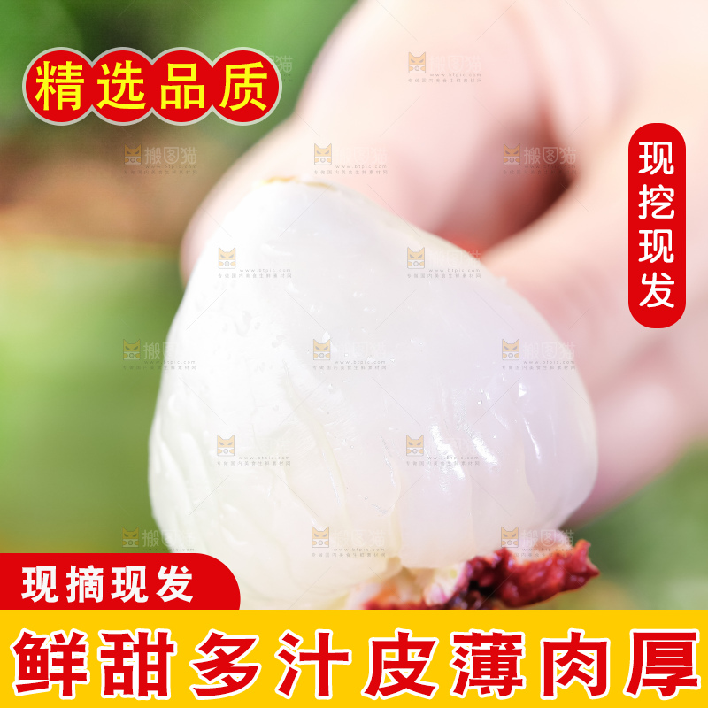 浅底上的仙进奉荔枝