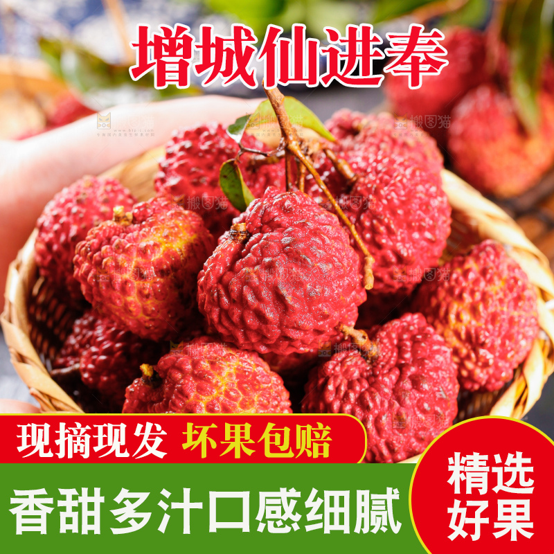 浅底上的仙进奉荔枝