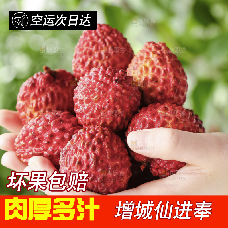 浅底上的仙进奉荔枝