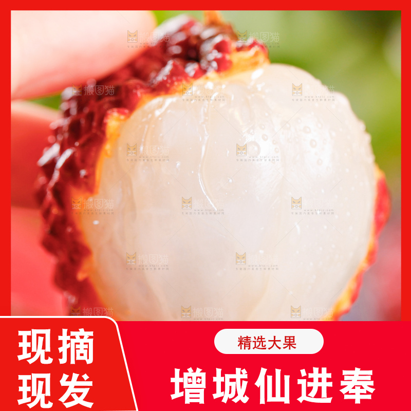 浅底上的仙进奉荔枝