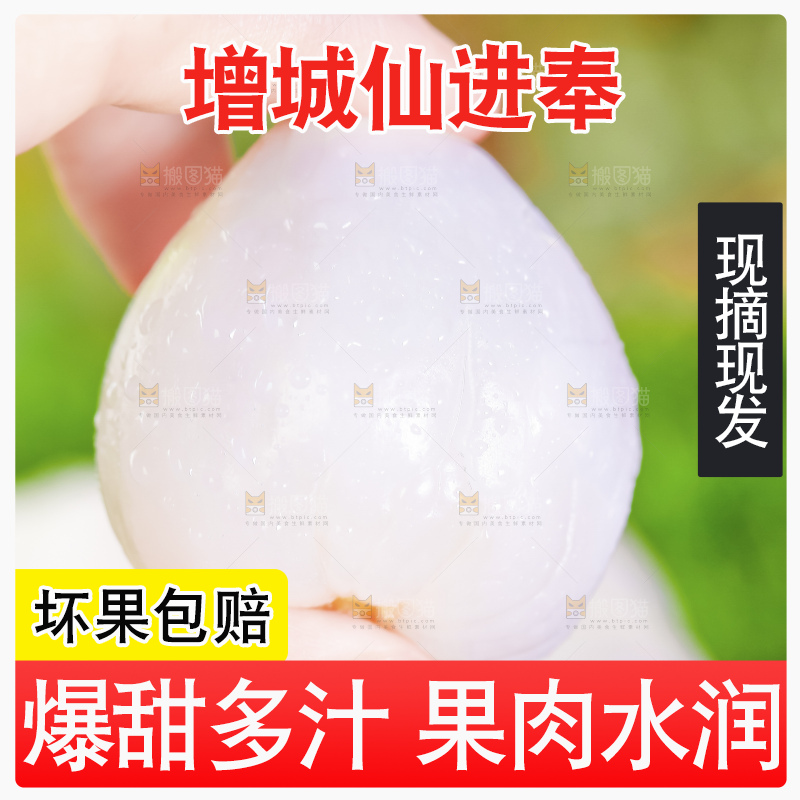 浅底上的仙进奉荔枝