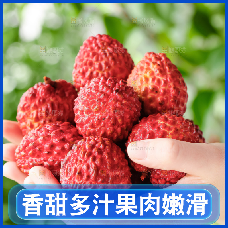 浅底上的仙进奉荔枝