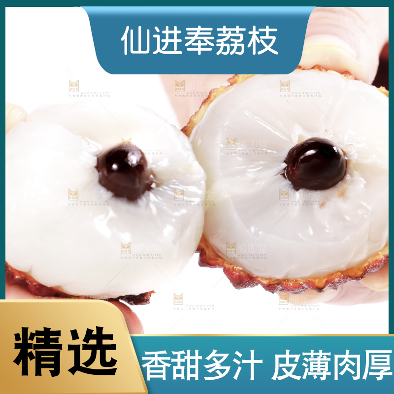 浅底上的仙进奉荔枝