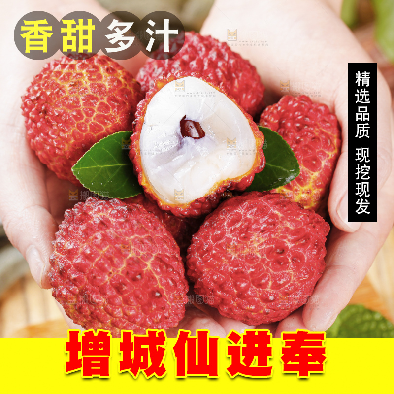 浅底上的仙进奉荔枝