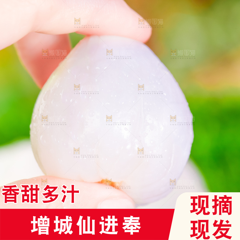 浅底上的仙进奉荔枝