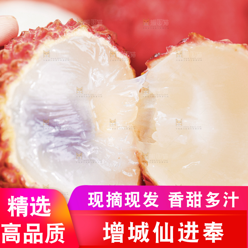 浅底上的仙进奉荔枝