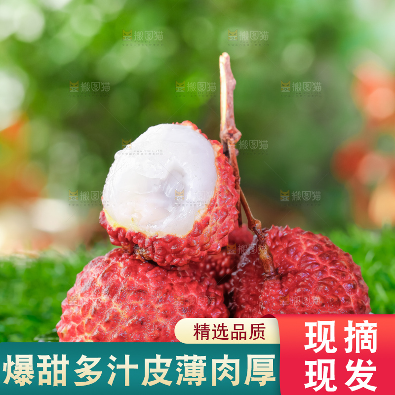 浅底上的仙进奉荔枝