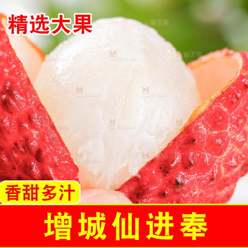 浅底上的仙进奉荔枝