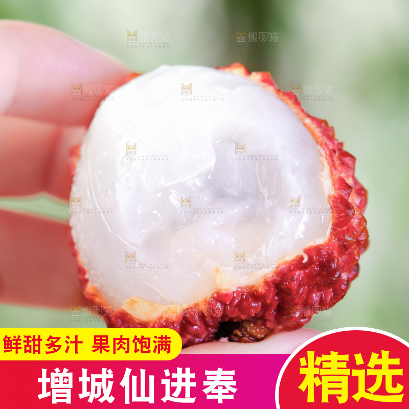 浅底上的仙进奉荔枝