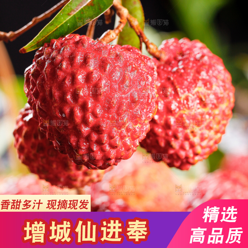 深底上的仙进奉荔枝