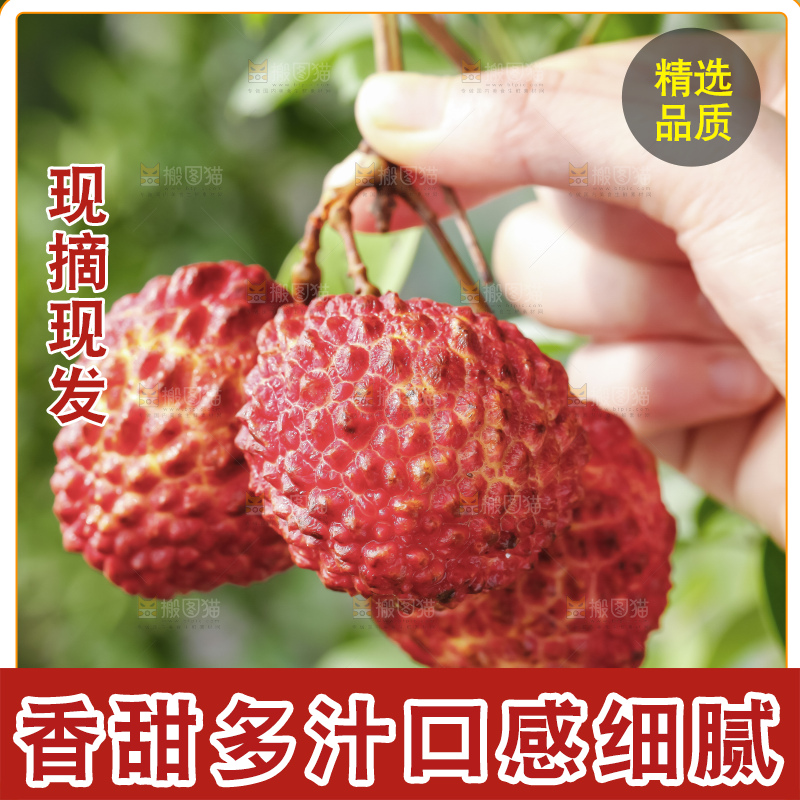 浅底上的仙进奉荔枝