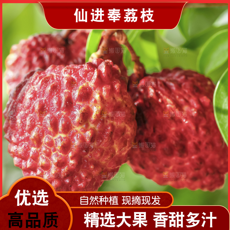 浅底上的仙进奉荔枝