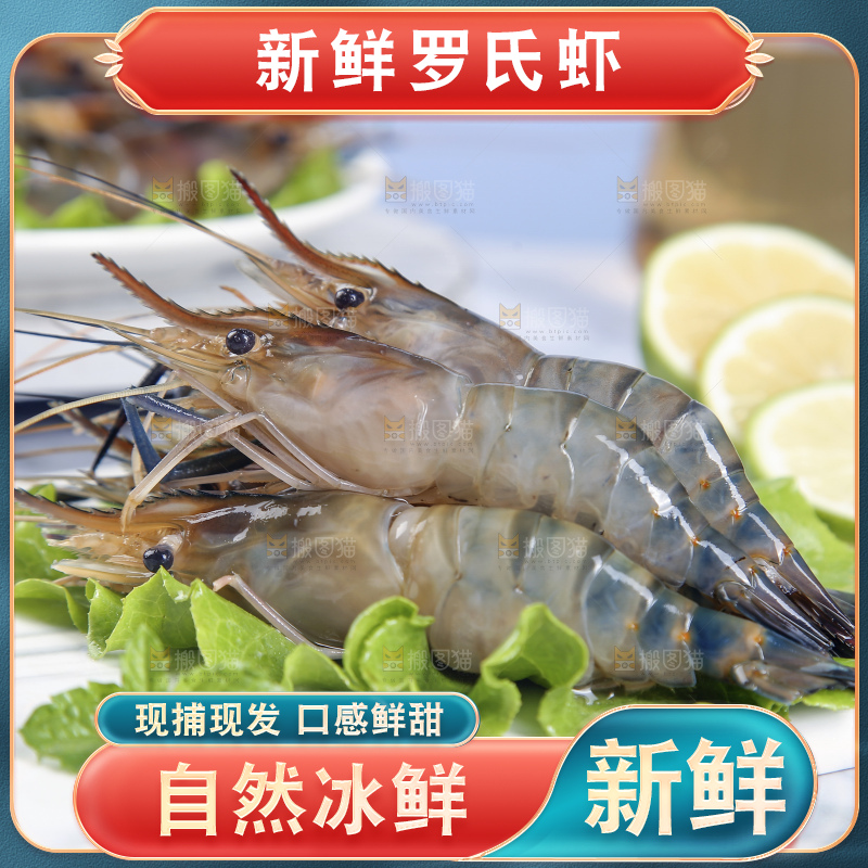 浅底上的罗氏虾