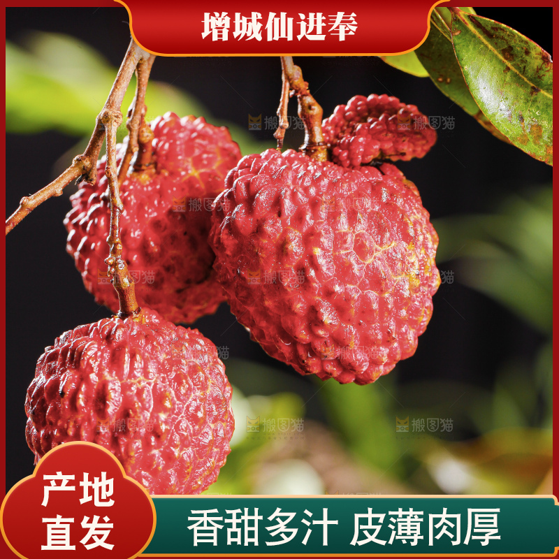 浅底上的仙进奉荔枝