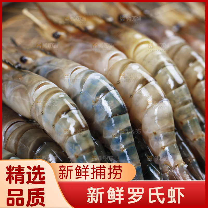 深底上的罗氏虾