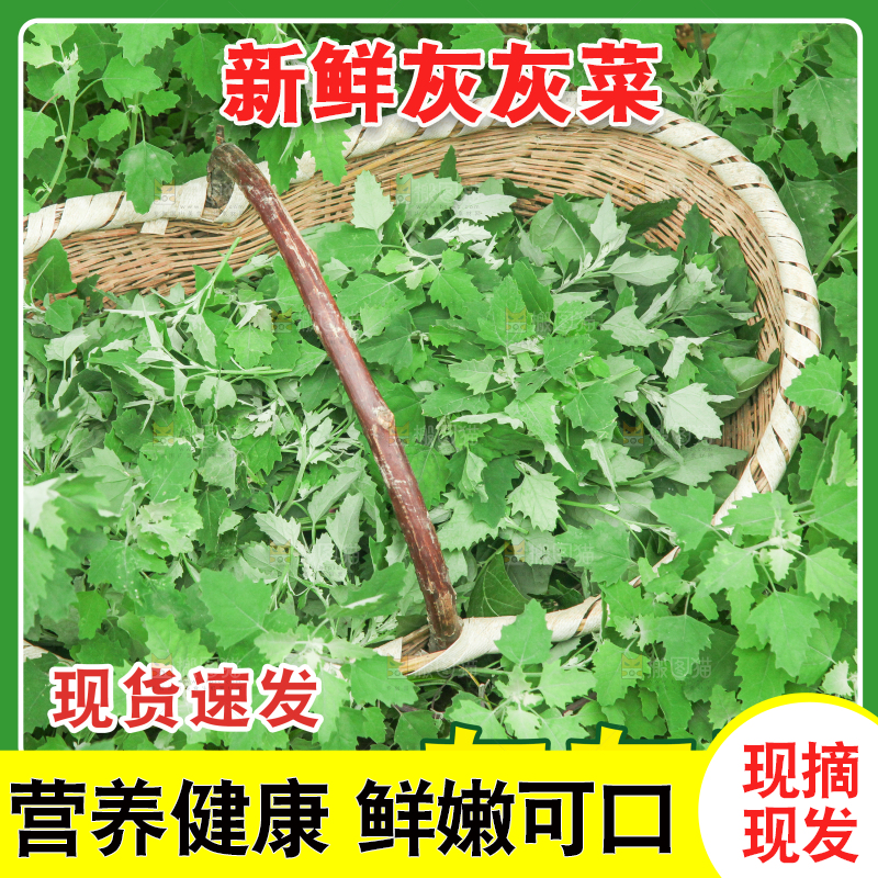 灰灰菜主图